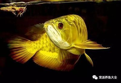 金龍魚寵物魚：寵物大全:金龍魚飼養金龍魚的正確方法知識介紹
