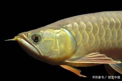 金龍魚寵物魚：寵物大全:金龍魚飼養金龍魚的正確方法知識介紹