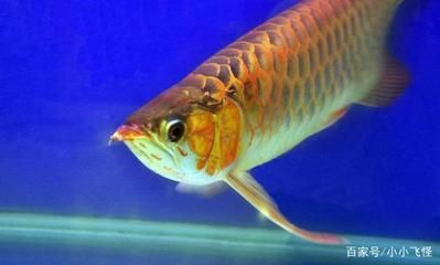 金龍魚寵物魚：寵物大全:金龍魚飼養金龍魚的正確方法知識介紹