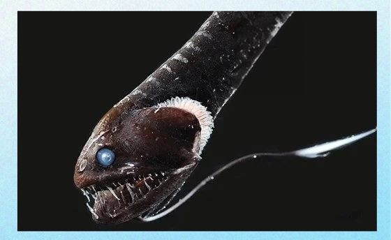 西龍魚缸（西龍魚缸怎么樣？）
