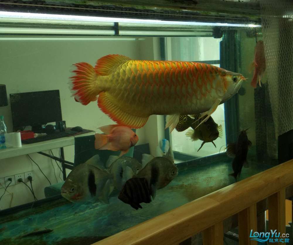 金龍魚怎么養殖最好：金龍魚養殖需要注意水溫和水質的要求