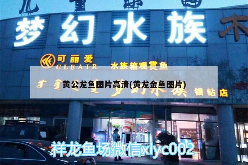 金龍魚能混養(yǎng)什么魚呢：金龍魚能混養(yǎng)什么魚呢 金龍魚能混養(yǎng)什么魚呢：金龍魚能混養(yǎng)什么魚呢 龍魚百科 第3張