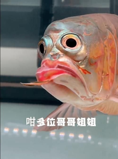 龍魚浮頭張嘴有哪些具體表情包？