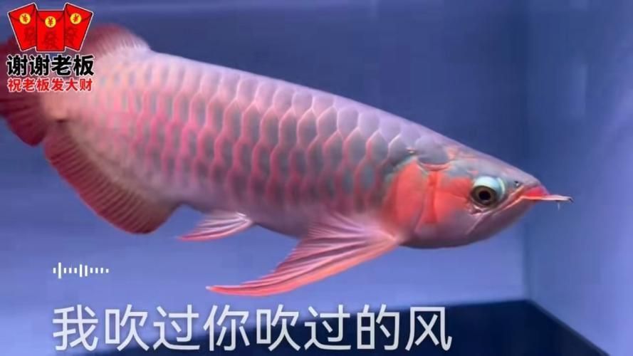 龍魚浮頭張嘴有哪些具體表情包？