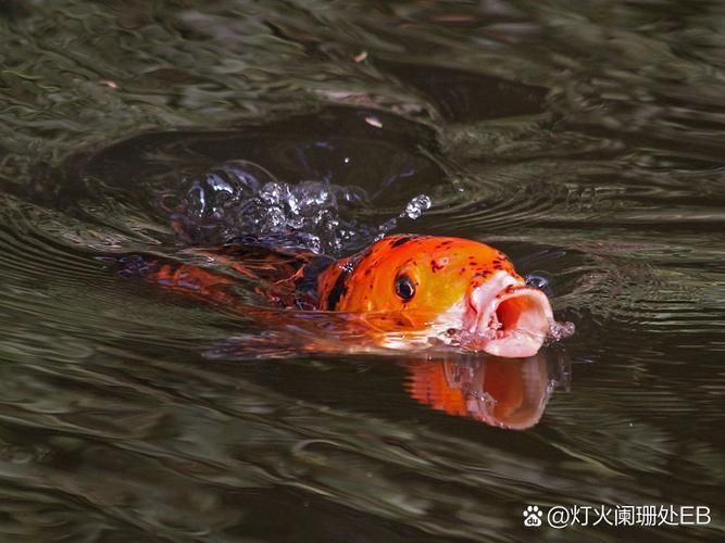 龍魚浮頭張嘴有哪些具體表情包？