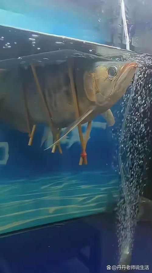 龍魚浮頭張嘴有哪些具體表情包？