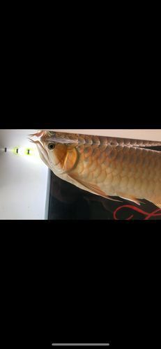 龍魚浮頭張嘴有哪些具體表情包？