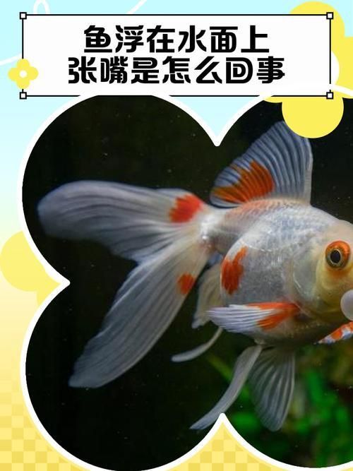 龍魚浮頭張嘴有哪些具體表情包？