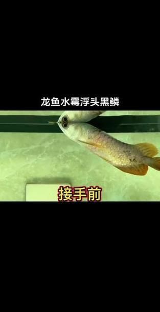 龍魚浮頭張嘴有哪些具體表情包？