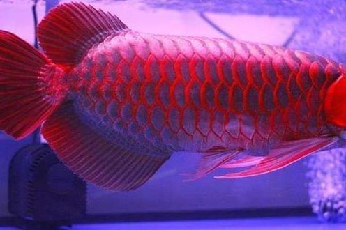 龍魚鱗片疾病圖例及防治：龍魚鱗片疾病及其防治
