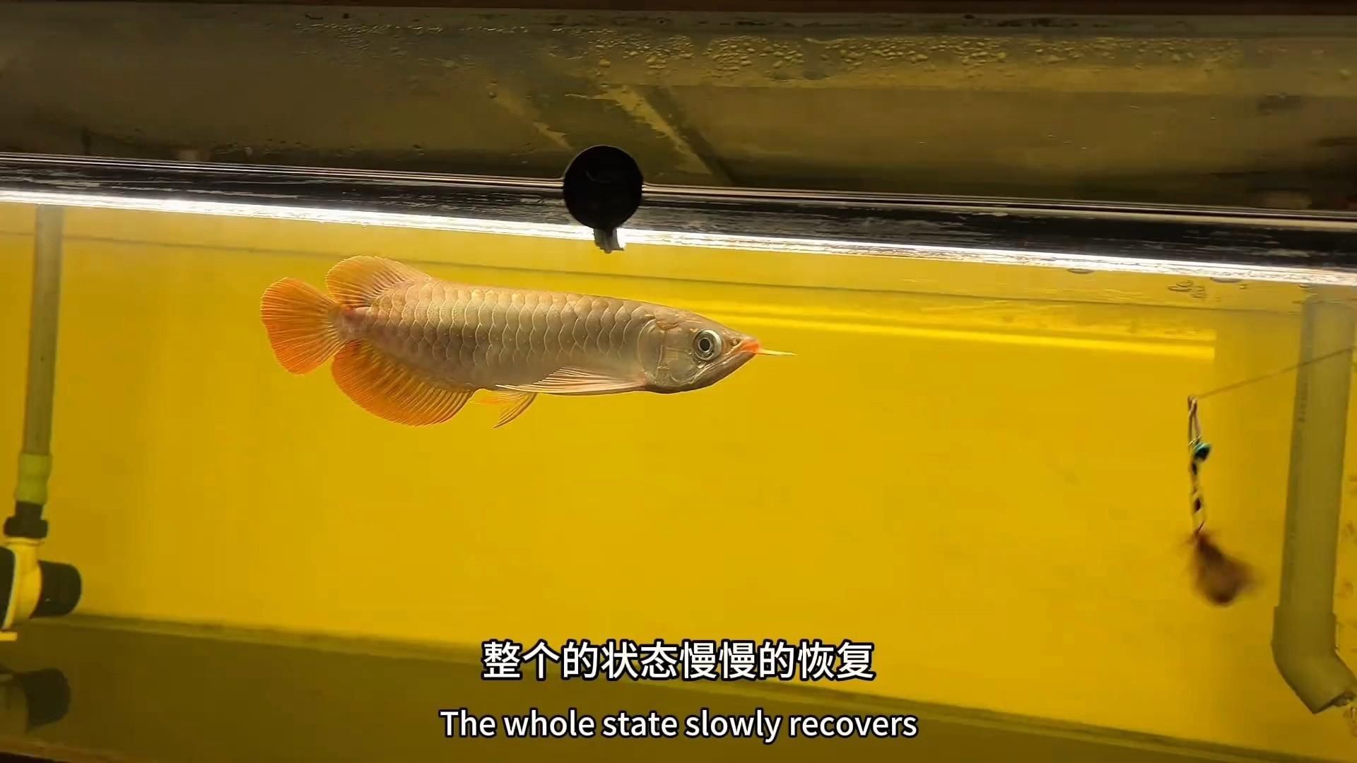 如何判斷龍魚是否恢復？