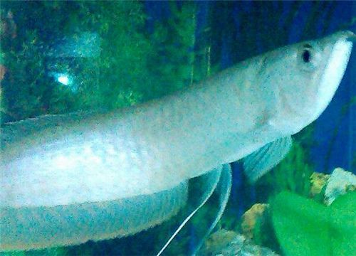 銀龍魚價格多少錢一只：銀龍魚市場價格波動原因