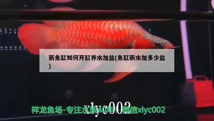 銀龍魚價格多少錢一只：銀龍魚市場價格波動原因