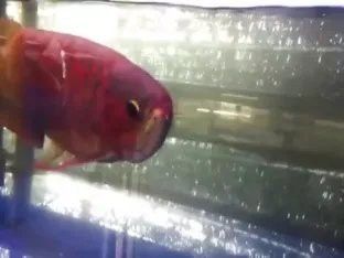 最大的紅龍魚視頻播放