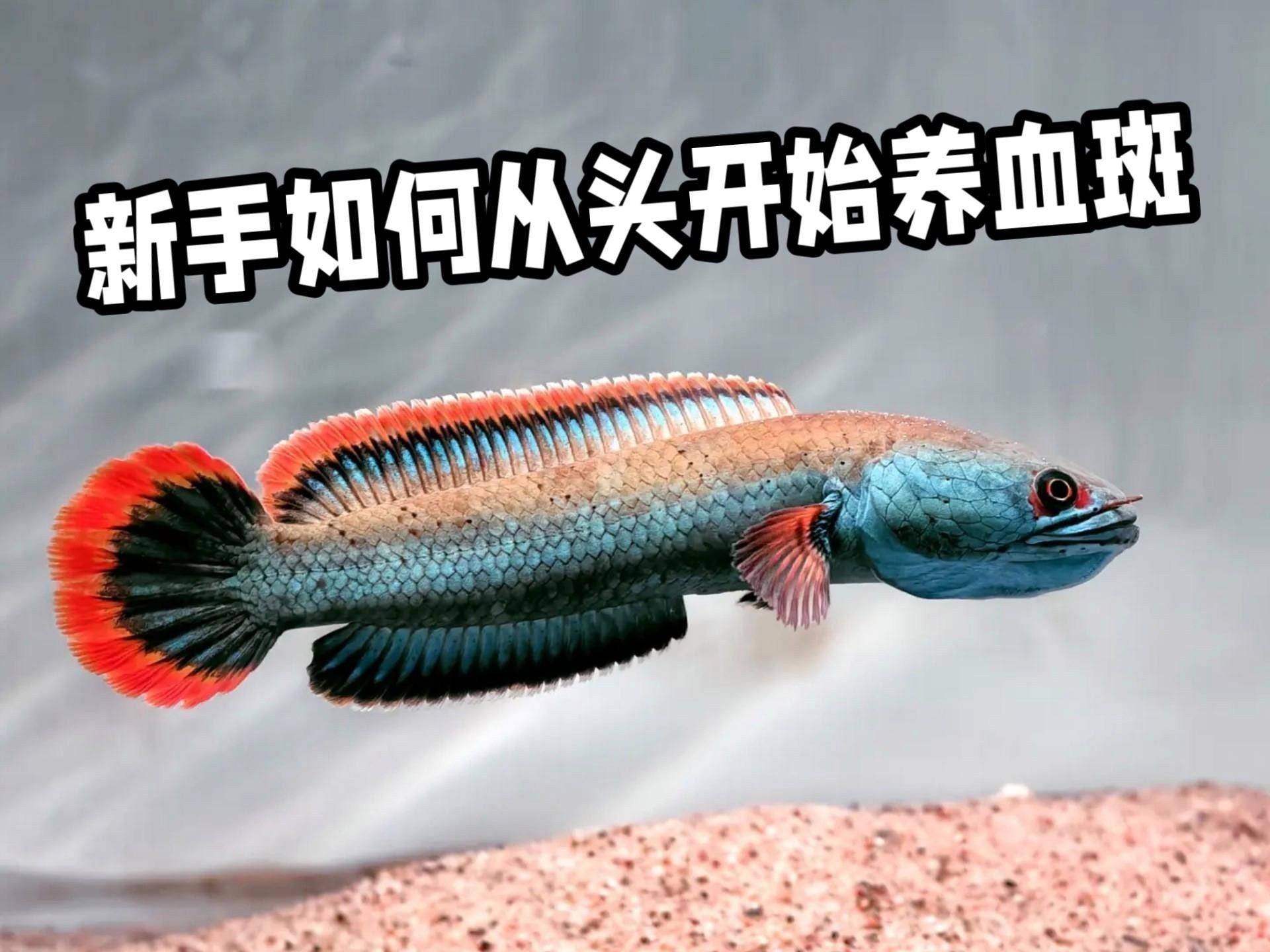 雷龍魚換水時需要注意什么？
