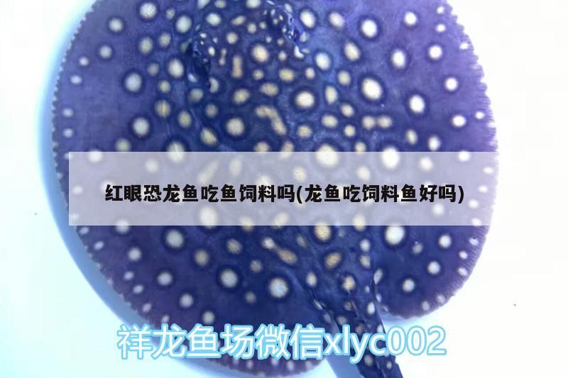 曼龍魚和虎皮魚混養好嗎(曼龍魚和虎皮魚混養好嗎視頻)
