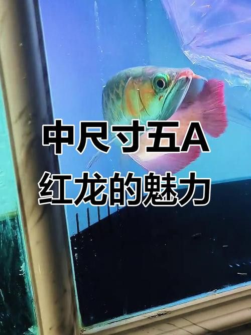 綠皮紅龍魚發(fā)色過程分析圖片高清 綠皮紅龍魚發(fā)色過程分析圖片高清 龍魚百科 第11張