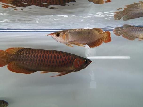 綠皮紅龍魚發(fā)色過程分析圖片高清 綠皮紅龍魚發(fā)色過程分析圖片高清 龍魚百科 第12張