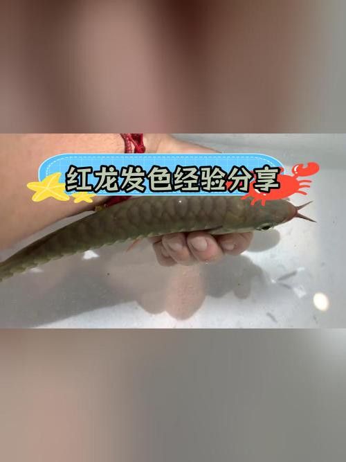 綠皮紅龍魚發(fā)色過程分析圖片高清 綠皮紅龍魚發(fā)色過程分析圖片高清 龍魚百科 第16張