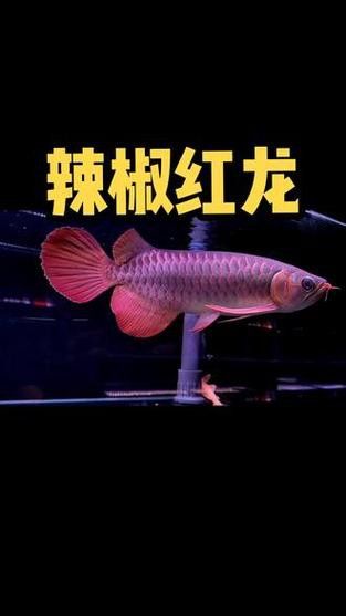 綠皮紅龍魚發(fā)色過程分析圖片高清 綠皮紅龍魚發(fā)色過程分析圖片高清 龍魚百科 第24張