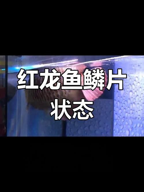 綠皮紅龍魚發(fā)色過程分析圖片高清 綠皮紅龍魚發(fā)色過程分析圖片高清 龍魚百科 第28張