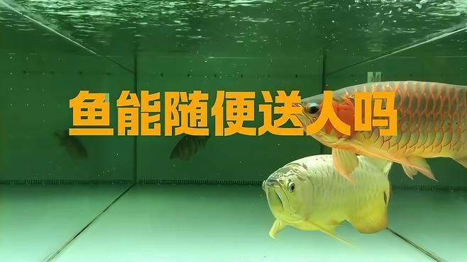 龍魚不能送人的原因
