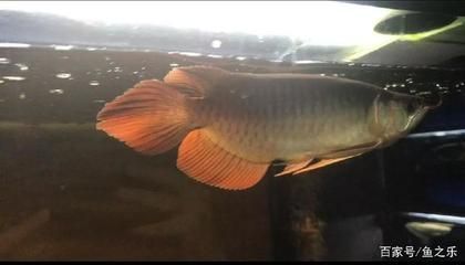 龍魚偏食多久能調整好：龍魚偏食多久能調整好呢？
