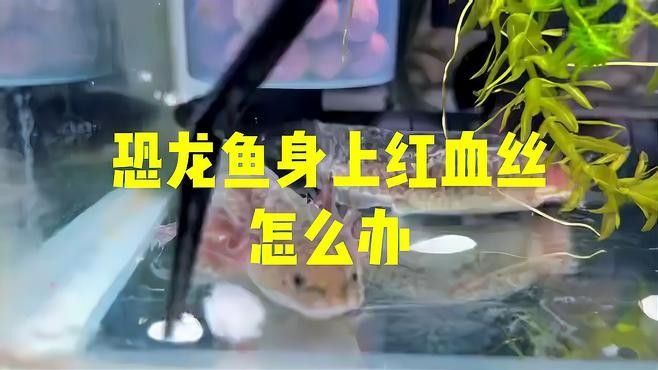 龍魚出血怎么治療視頻
