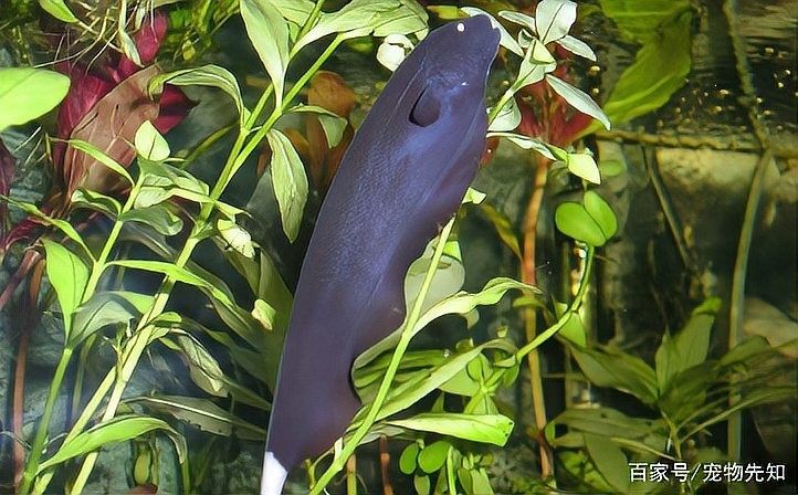 魔鬼刀混養龍魚 魔鬼刀混養龍魚 龍魚百科 第3張