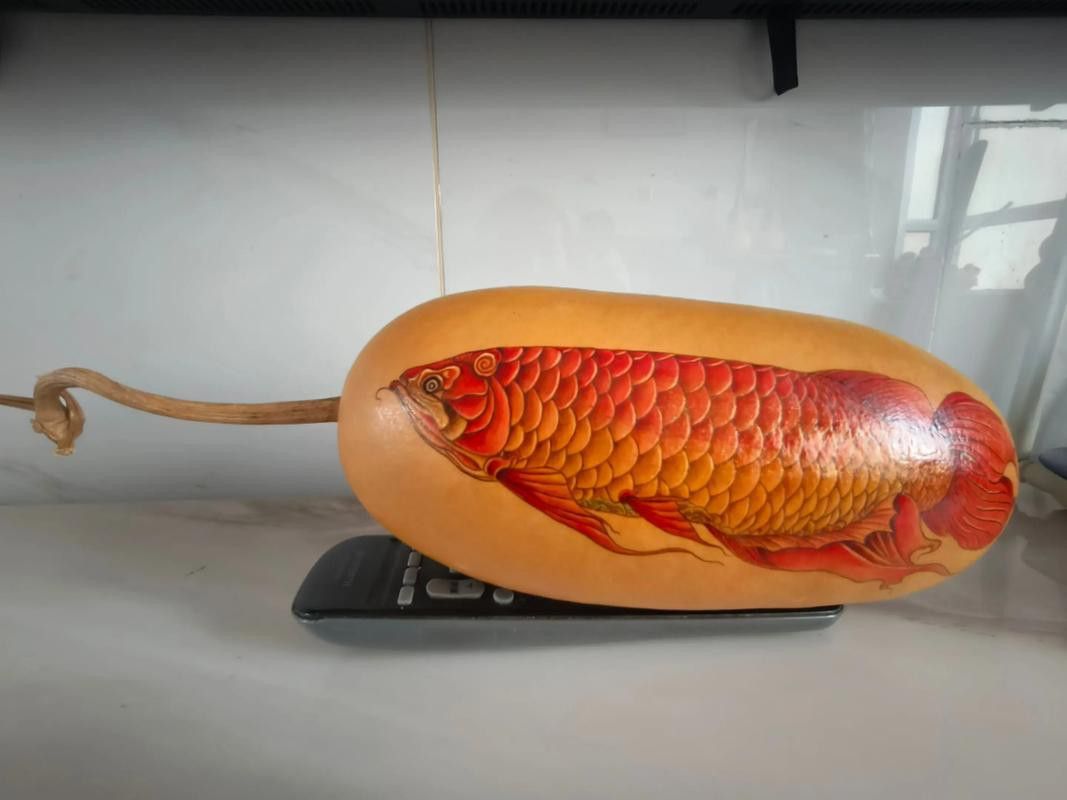 招財魚能和紅龍魚混養嗎圖片 招財魚能和紅龍魚混養嗎圖片 龍魚百科 第8張