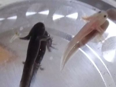 龍魚怎么養(yǎng)及喂養(yǎng)技巧知乎：養(yǎng)龍魚需要了解龍魚的品種、魚缸的選擇、水質(zhì)的管理等多個(gè)方面