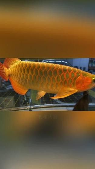 招財魚能和紅龍魚混養嗎圖片 招財魚能和紅龍魚混養嗎圖片 龍魚百科 第18張