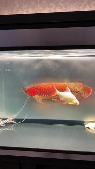 招財魚能和紅龍魚混養嗎圖片 招財魚能和紅龍魚混養嗎圖片 龍魚百科 第24張
