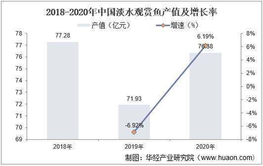 觀賞紅龍魚的說說文案：如何挑選高品質紅龍魚