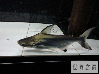 觀賞紅龍魚的說說文案：如何挑選高品質紅龍魚