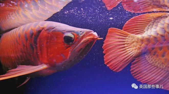 龍魚(yú)可以買(mǎi)賣嗎現(xiàn)在