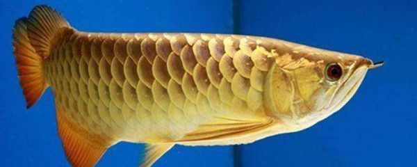 金黃色龍魚（金黃色的龍魚是一種高檔的觀賞魚）