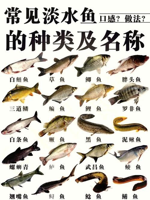 黑魚是龍魚嗎圖片大全大圖 黑魚是龍魚嗎圖片大全大圖 龍魚百科 第13張