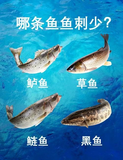 黑魚是龍魚嗎圖片大全大圖 黑魚是龍魚嗎圖片大全大圖 龍魚百科 第7張