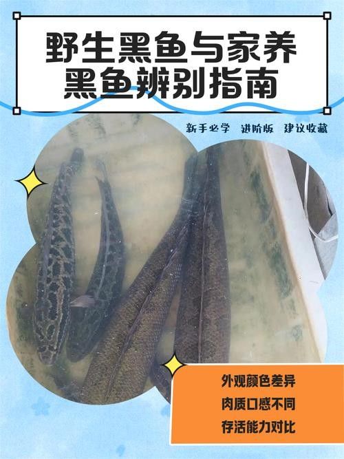 黑魚是龍魚嗎圖片大全大圖 黑魚是龍魚嗎圖片大全大圖 龍魚百科 第4張
