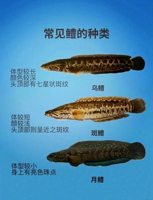 黑魚是龍魚嗎圖片大全大圖 黑魚是龍魚嗎圖片大全大圖 龍魚百科 第11張