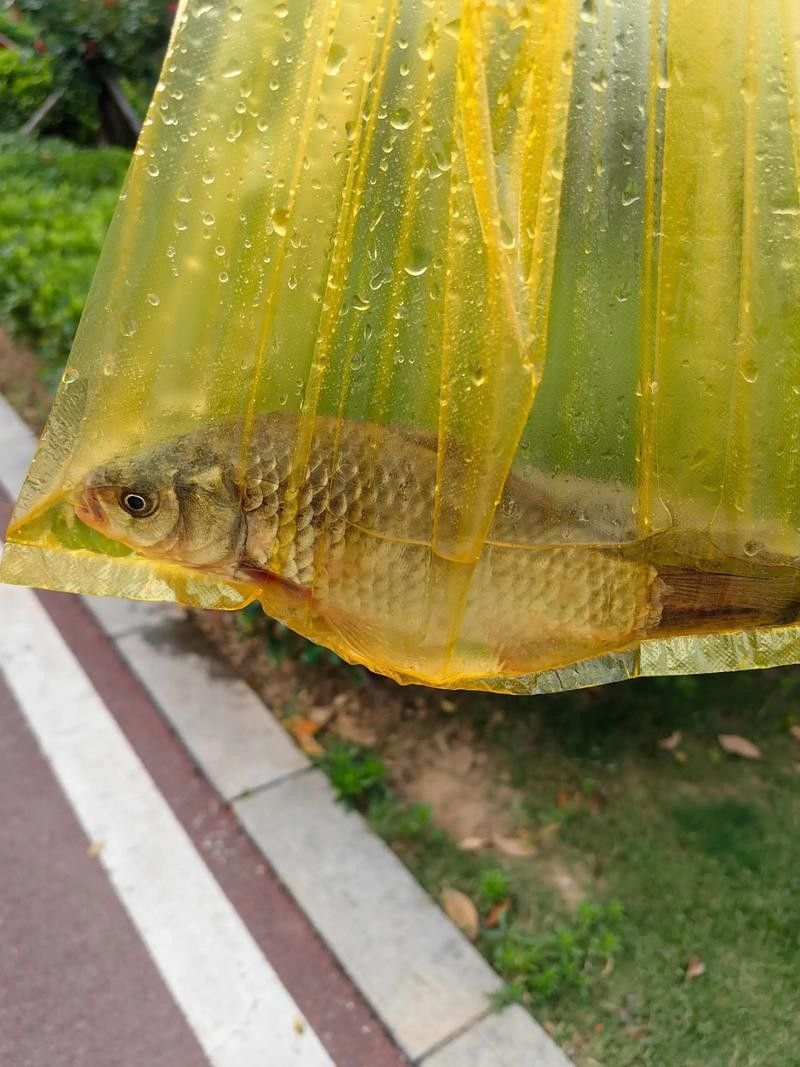 黑魚是龍魚嗎圖片大全大圖 黑魚是龍魚嗎圖片大全大圖 龍魚百科 第22張