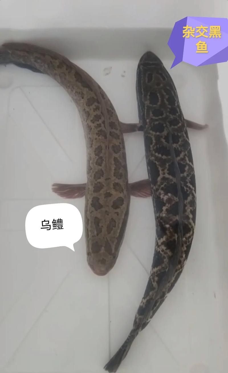黑魚是龍魚嗎圖片大全大圖 黑魚是龍魚嗎圖片大全大圖 龍魚百科 第16張