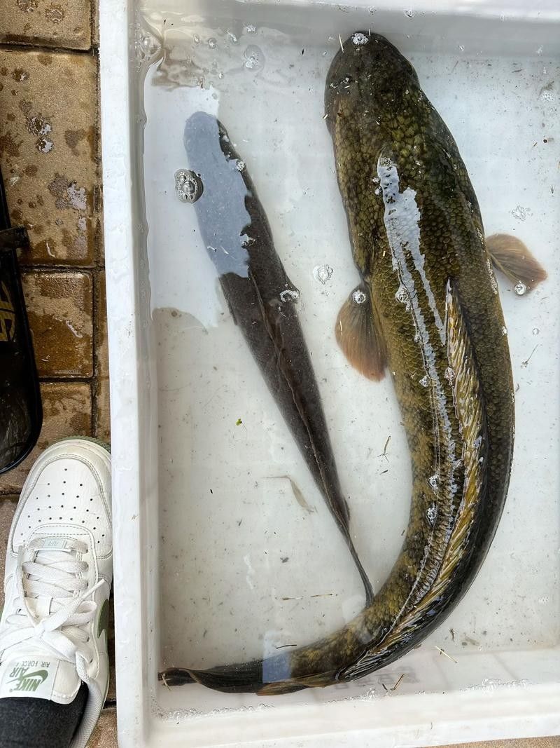 黑魚是龍魚嗎圖片大全大圖 黑魚是龍魚嗎圖片大全大圖 龍魚百科 第20張