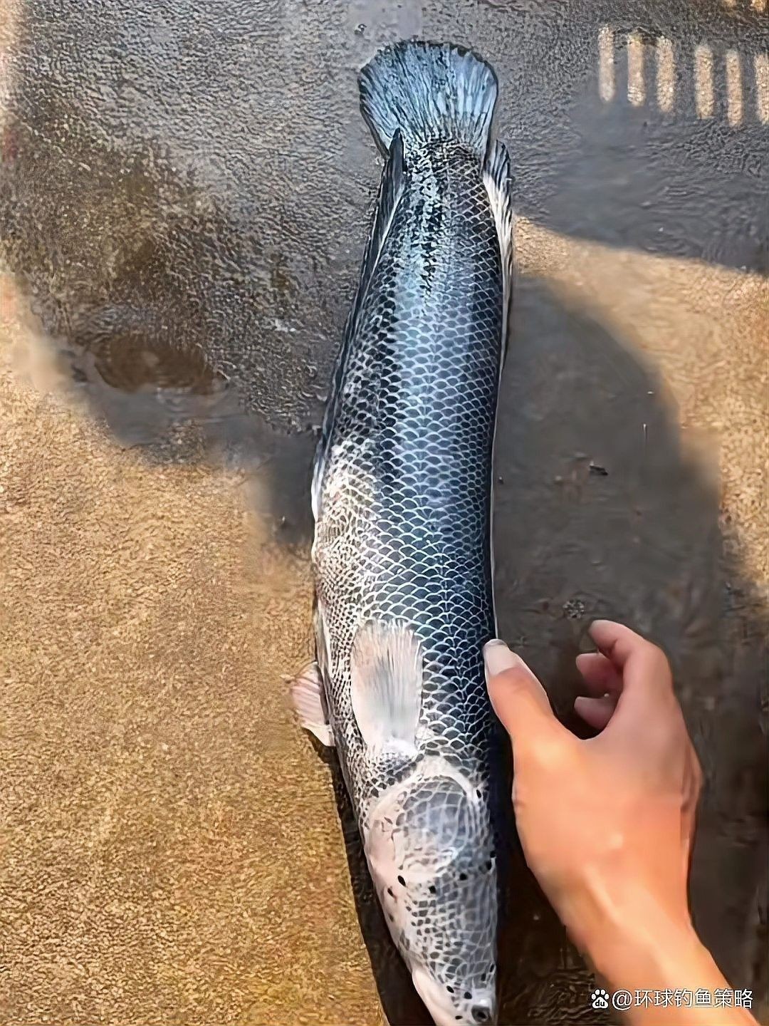 黑魚是龍魚嗎圖片大全大圖 黑魚是龍魚嗎圖片大全大圖 龍魚百科 第32張