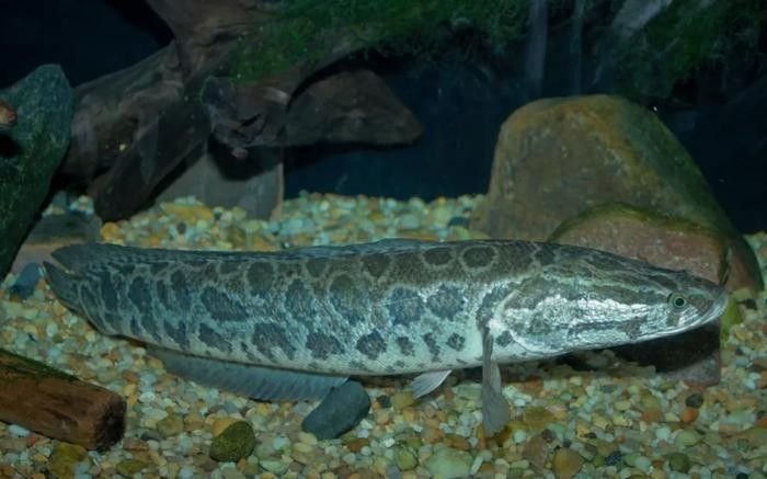 黑魚是龍魚嗎圖片大全大圖 黑魚是龍魚嗎圖片大全大圖 龍魚百科 第27張