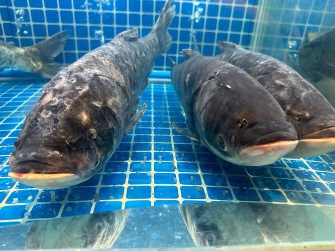 黑魚是龍魚嗎圖片大全大圖 黑魚是龍魚嗎圖片大全大圖 龍魚百科 第25張