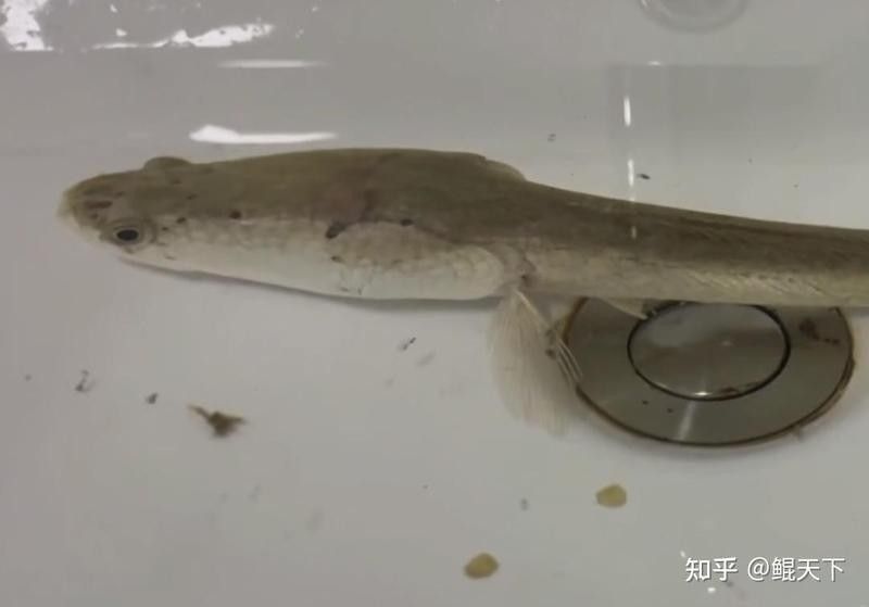 黑魚是龍魚嗎圖片大全大圖 黑魚是龍魚嗎圖片大全大圖 龍魚百科 第33張