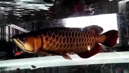 龍魚黑鱗是由于水質不良或波動引起的，龍魚黑鱗什么原因：龍魚黑鱗怎么辦 龍魚黑鱗是由于水質不良或波動引起的，龍魚黑鱗什么原因：龍魚黑鱗怎么辦 龍魚百科 第1張
