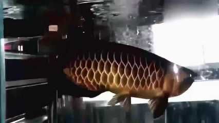 龍魚黑鱗是由于水質不良或波動引起的，龍魚黑鱗什么原因：龍魚黑鱗怎么辦 龍魚黑鱗是由于水質不良或波動引起的，龍魚黑鱗什么原因：龍魚黑鱗怎么辦 龍魚百科 第2張